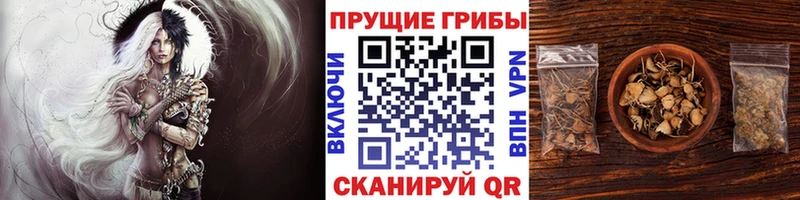 Псилоцибиновые грибы MAGIC MUSHROOMS  где купить наркоту  Артём 